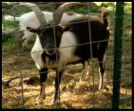 Goats Gone